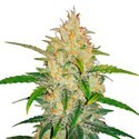 Zkittlez Auto (FastBuds) Feminiserede