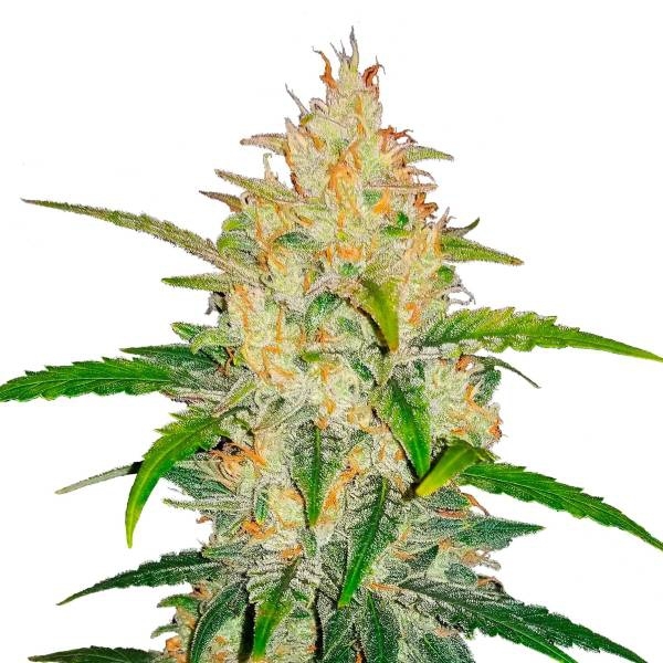 Zkittlez Auto (FastBuds) Feminiserede