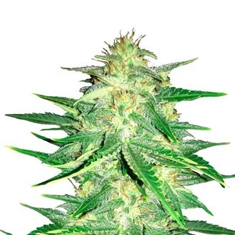 Lemon AK Auto (FastBuds) Feminiserede