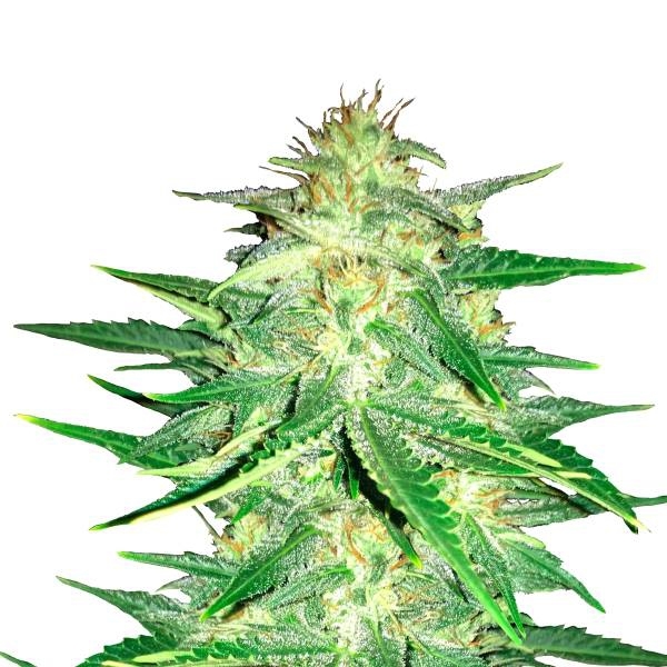 Lemon AK Auto (FastBuds) Feminiserede