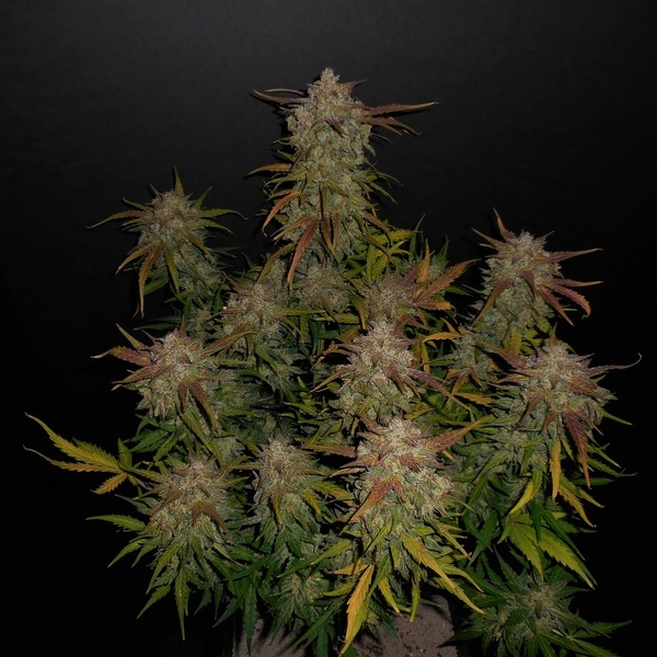 Lemon AK Auto (FastBuds) Feminiserede