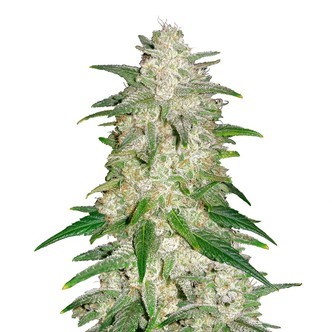 Gelato Auto (FastBuds) feminiserede
