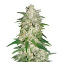 Gelato Auto (FastBuds) Feminiserede