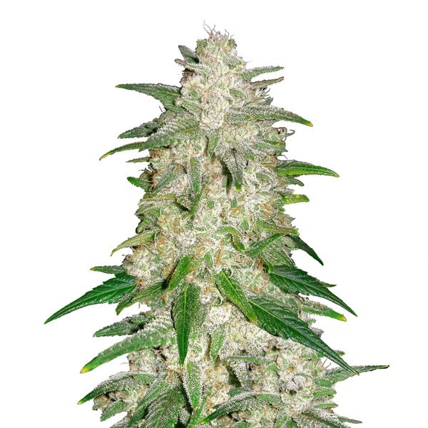 Gelato Auto (FastBuds) Feminiserede