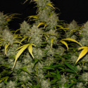 Gelato Auto (FastBuds) Feminiserede