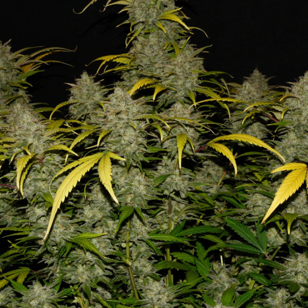 Gelato Auto (FastBuds) Feminiserede