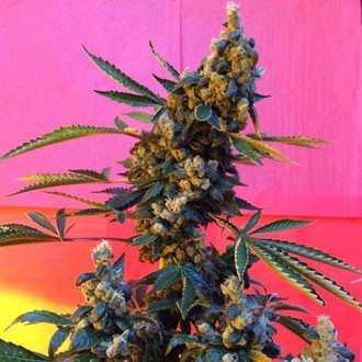DeeDee (French Touch Seeds) regul&aelig;r