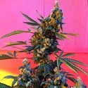 DeeDee (French Touch Seeds) regulær