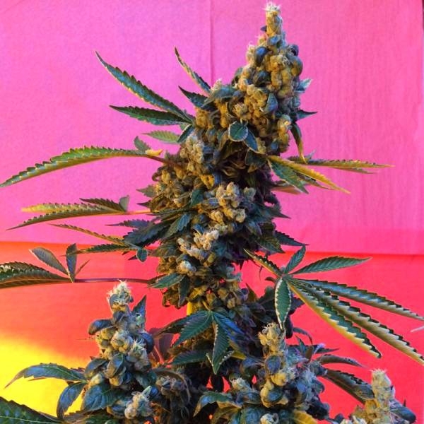 DeeDee (French Touch Seeds) regulær