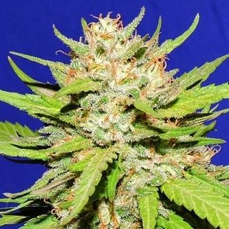 Wedding Cake (Original Sensible) Feminiserede cannabisfr&oslash;