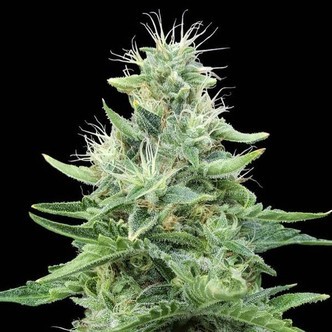 Gorilla Candy (Eva Seeds) feminiserede cannabisfr&oslash;