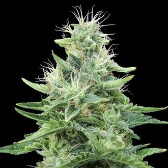 Gorilla Candy (Eva Seeds) Feminiserede