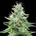 Gorilla Candy (Eva Seeds) Feminiserede