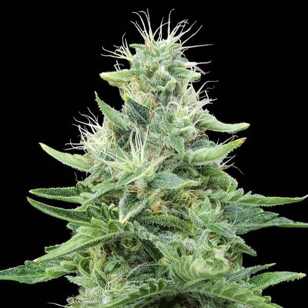 Gorilla Candy (Eva Seeds) Feminiserede