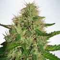 Cannabis Light (Ministry Of Cannabis) Feminiserede