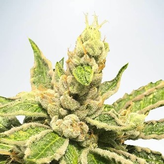 Mamacita's Cookies (Ministry of Cannabis) feminiserede cannabisfr&oslash;