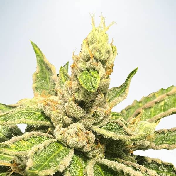Mamacita’s Cookies (Ministry of Cannabis) Feminiserede
