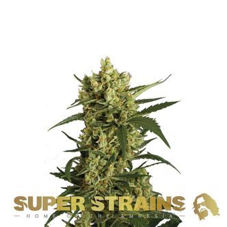 Crackers (Super Strains) feminiserede cannabisfr&oslash;