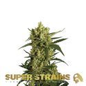 Crackers (Super Strains) Feminiserede