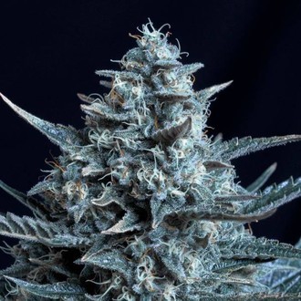 Blubonik (Genehtik Seeds) Feminiserede