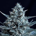 Blubonik (Genehtik Seeds) Feminiserede