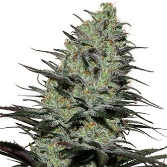 Morpheus (Buddha Seeds) feminiseret