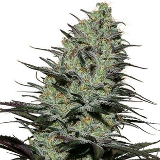 Morpheus (Buddha Seeds) Feminiserede