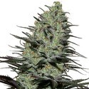 Morpheus (Buddha Seeds) Feminiserede
