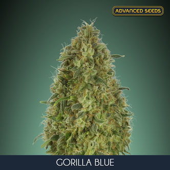 Gorilla Blue (Advanced Seeds) feminiserede cannabisfr&oslash;