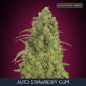 Auto Strawberry Gum (Advanced Seeds) Feminiserede