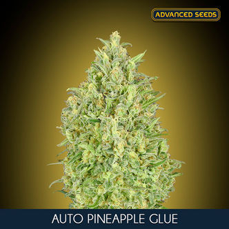 Auto Pineapple Glue (Advanced Seeds) feminiserede cannabisfr&oslash;