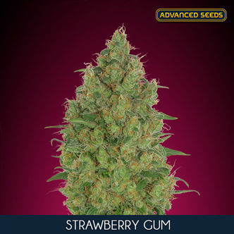 Strawberry Gum (Advanced Seeds) feminiserede