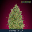 Strawberry Gum (Advanced Seeds) Feminiserede