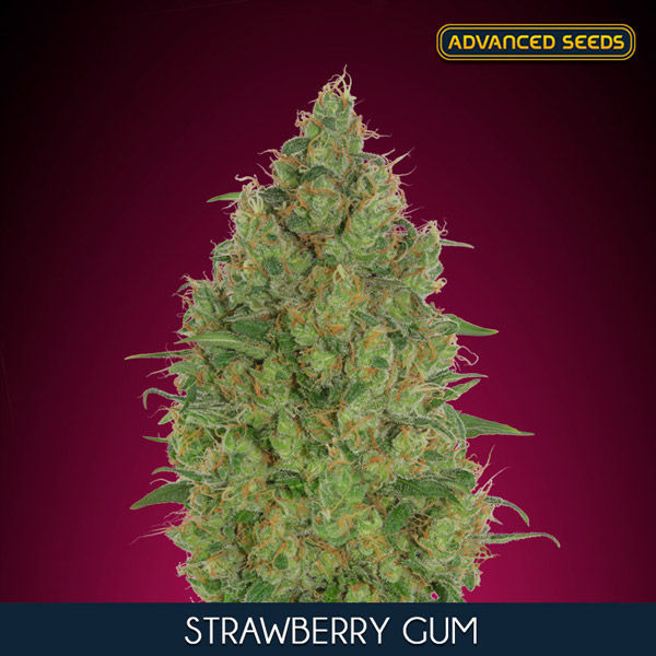 Strawberry Gum (Advanced Seeds) Feminiserede