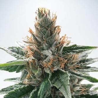 God's Glue (Ministry of Cannabis) feminiserede cannabisfr&oslash;