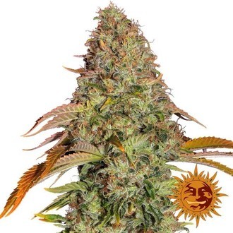 Zkittlez OG Auto (Barney's Farm) Feminiserede