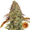 Zkittlez OG Auto (Barney's Farm) Feminiserede