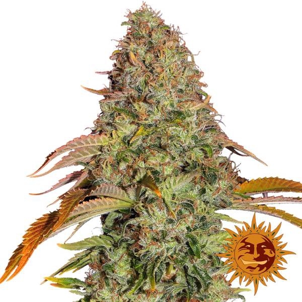 Zkittlez OG Auto (Barney's Farm) Feminiserede