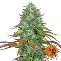 LSD Auto (Barney's Farm) Feminiserede