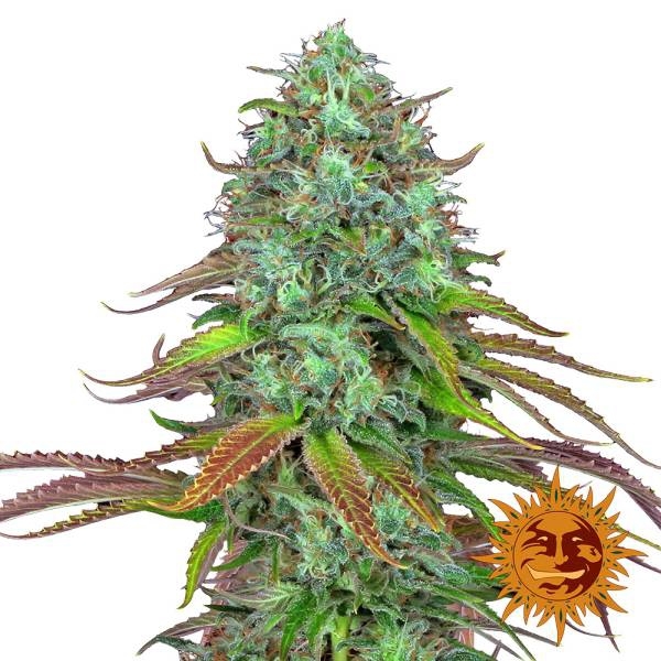 LSD Auto (Barney's Farm) Feminiserede