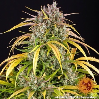 LSD Auto (Barney's Farm) Feminiserede