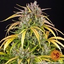 LSD Auto (Barney's Farm) Feminiserede