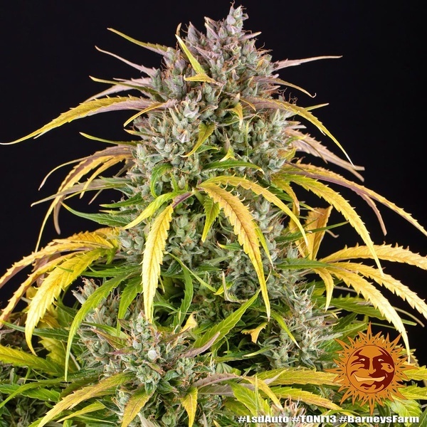 LSD Auto (Barney's Farm) Feminiserede