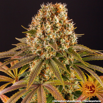 Strawberry Lemonade (Barney's Farm) feminiserede