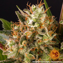 Strawberry Lemonade (Barney's Farm) Feminiserede