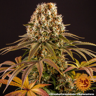 Strawberry Lemonade (Barney's Farm) Feminiserede