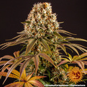 Strawberry Lemonade (Barney's Farm) Feminiserede