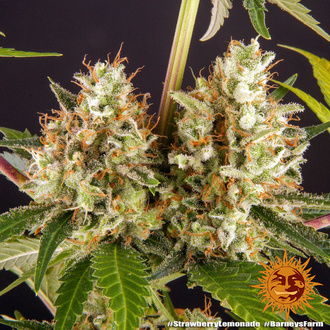Strawberry Lemonade (Barney's Farm) Feminiserede