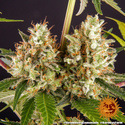 Strawberry Lemonade (Barney's Farm) Feminiserede