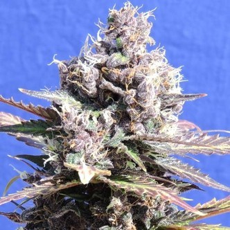 Gelato (Original Sensible) feminiserede cannabisfr&oslash;